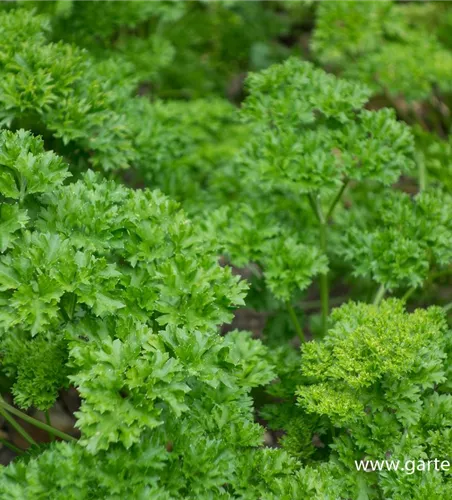 Krause Petersilie Krause Petersilie