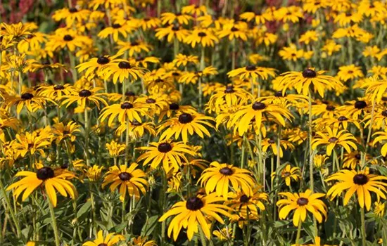 Deams Sonnenhut Deams Sonnenhut