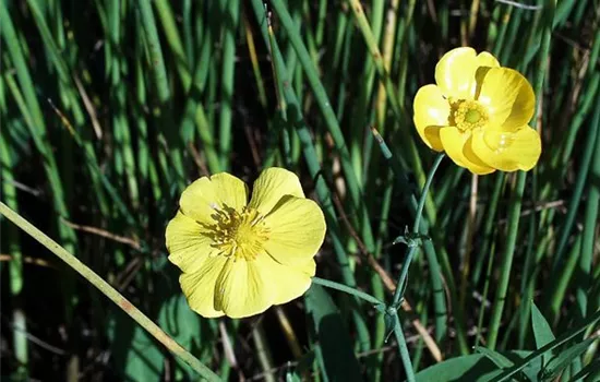 Zungen-Hahnenfuß Zungen-Hahnenfuß
