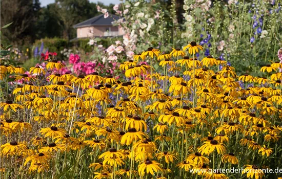 Prächtiger Sonnenhut Prächtiger Sonnenhut