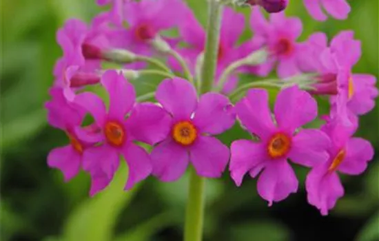 Etagen-Primel Etagen-Primel