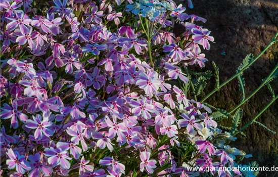 Polster-Flammenblume Polster-Flammenblume