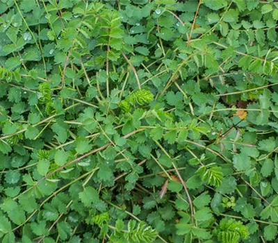 Kleiner Wiesenknopf Kleiner Wiesenknopf