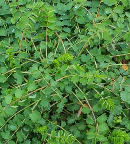 Kleiner Wiesenknopf Kleiner Wiesenknopf