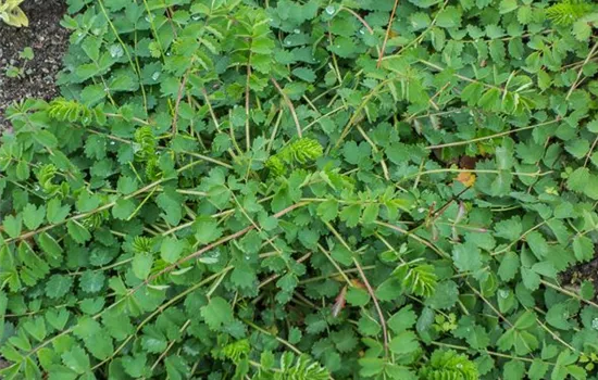 Kleiner Wiesenknopf Kleiner Wiesenknopf