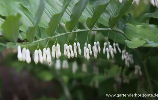 Zweiblütiges Salomonssiegel Zweiblütiges Salomonssiegel