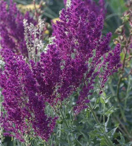 Blüten-Salbei Blüten-Salbei