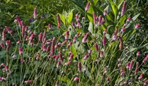 Sanguisorba officinalis 'Pink Tanna'