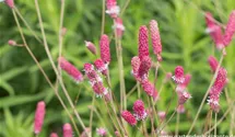 Sanguisorba officinalis 'Pink Tanna'