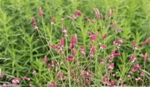 Sanguisorba officinalis 'Pink Tanna'