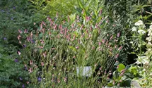 Sanguisorba officinalis 'Pink Tanna'