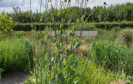 Riesen-Sonnenhut Riesen-Sonnenhut