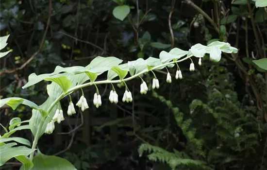 Echtes Salomonssiegel Echtes Salomonssiegel