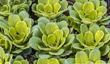 Saxifraga x urbium (umbrosa)