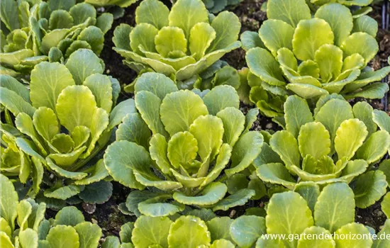 Porzellanblümchen Porzellanblümchen