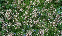 Saxifraga x urbium (umbrosa)