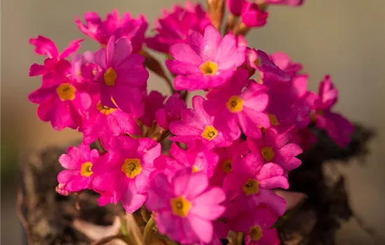 Rosen-Schlüsselblume