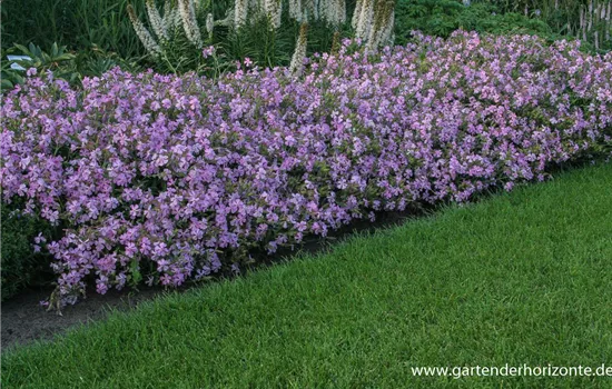 Lempergs Garten-Seifenkraut 'Max Frei' Lempergs Garten-Seifenkraut 'Max Frei'