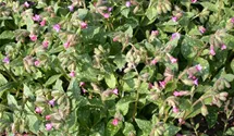 Pulmonaria saccharata 'Mrs Moon'