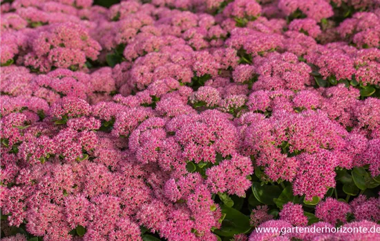 Großes Garten-Fettblatt Großes Garten-Fettblatt