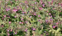 Pulmonaria saccharata 'Mrs Moon'