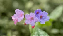 Pulmonaria saccharata 'Mrs Moon'