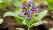Pulmonaria saccharata 'Mrs Moon'