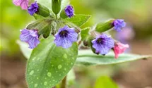 Pulmonaria saccharata 'Mrs Moon'
