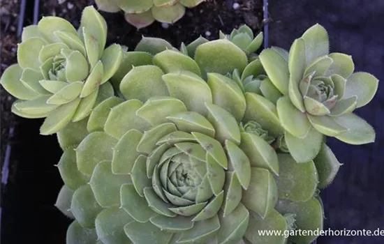 Garten-Hauswurz Garten-Hauswurz