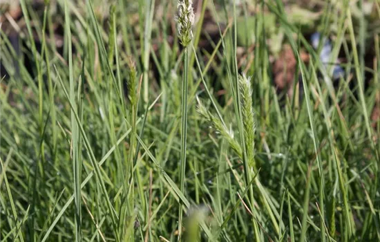 Herbst-Kopfgras Herbst-Kopfgras