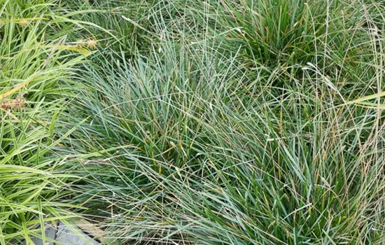 Moor-Blaugras Moor-Blaugras