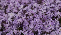 Phlox subulata 'Emerald Cushion Blue'