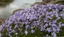 Phlox subulata 'Emerald Cushion Blue'