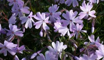Phlox subulata 'Emerald Cushion Blue'