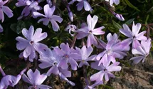 Phlox subulata 'Emerald Cushion Blue'