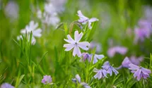 Phlox subulata 'Emerald Cushion Blue'