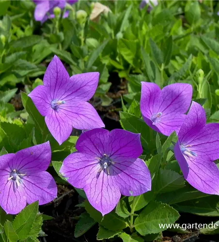 Großblütige Garten-Ballonblume 'Astra' Großblütige Garten-Ballonblume 'Astra'