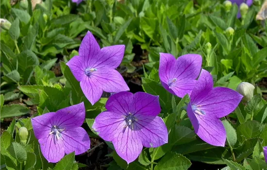Großblütige Garten-Ballonblume 'Astra' Großblütige Garten-Ballonblume 'Astra'