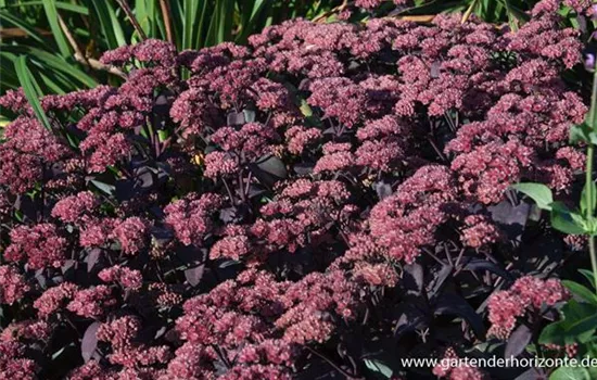 Rotbraunblättriges Garten-Fettblatt 'Xenox'®