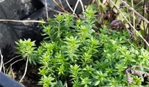 Phuopsis stylosa