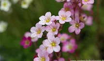 Saxifraga x arendsii 'Blütenteppich'