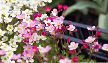 Saxifraga x arendsii 'Blütenteppich'