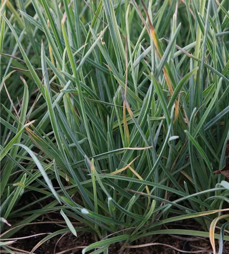 Nest-Blaugras Nest-Blaugras