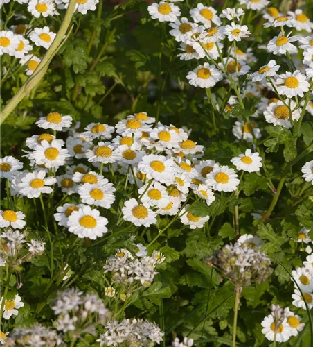 Mutterkraut Mutterkraut