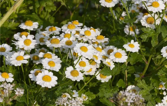 Mutterkraut Mutterkraut