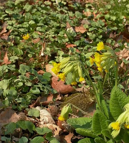 Ecte Schlüsselblume Ecte Schlüsselblume