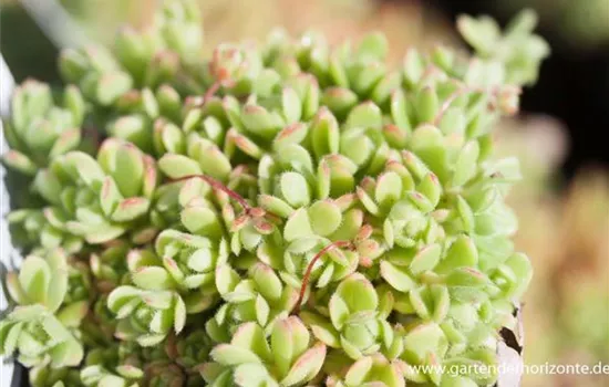 Himalaya-Mauerpfeffer Himalaya-Mauerpfeffer