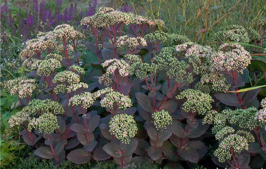 Großes Garten-Fettblatt Großes Garten-Fettblatt