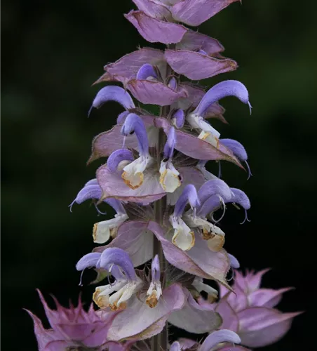 Muskateller-Salbei Muskateller-Salbei