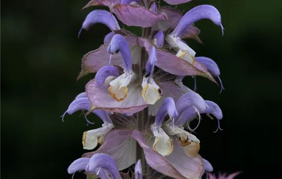 Muskateller-Salbei Muskateller-Salbei